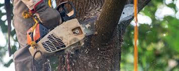 Lawn Pest Prevention in Bargaintown, NJ