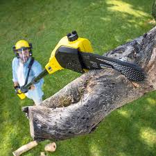 How Our Tree Care Process Works  in  Bargaintown, NJ