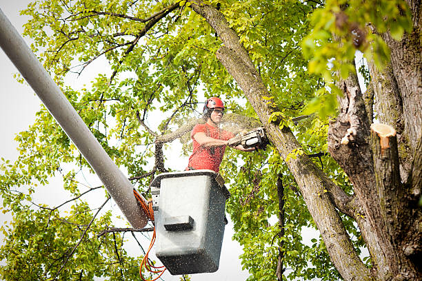 Best Seasonal Cleanup (Spring/Fall)  in Bargaintown, NJ